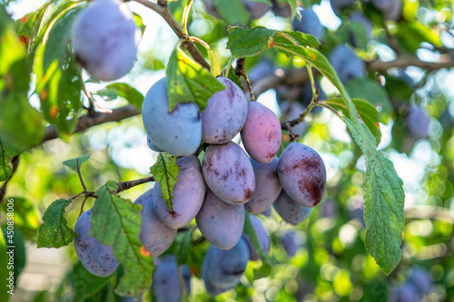 Wallpaper Mural Ripe blue plums and sunny garden Torontodigital.ca