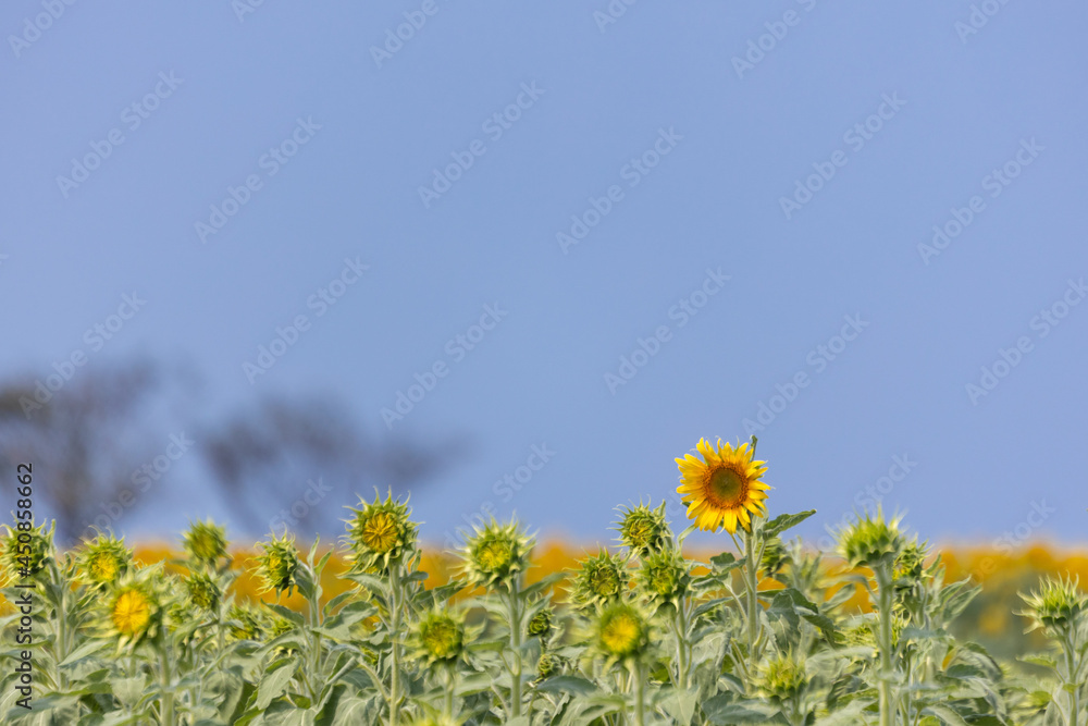 Obraz premium あわてんぼうのひまわり