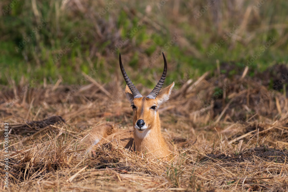 Reedbuck in the Okavango Delta Reedbuck in the Okavango Delta