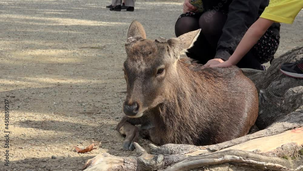 Tourists petting a wild Japanese deer (Cervus nippon) in the Nara park. Japan. Tourists petting a wild Japanese deer (Cervus nippon) in the Nara park. Japan.