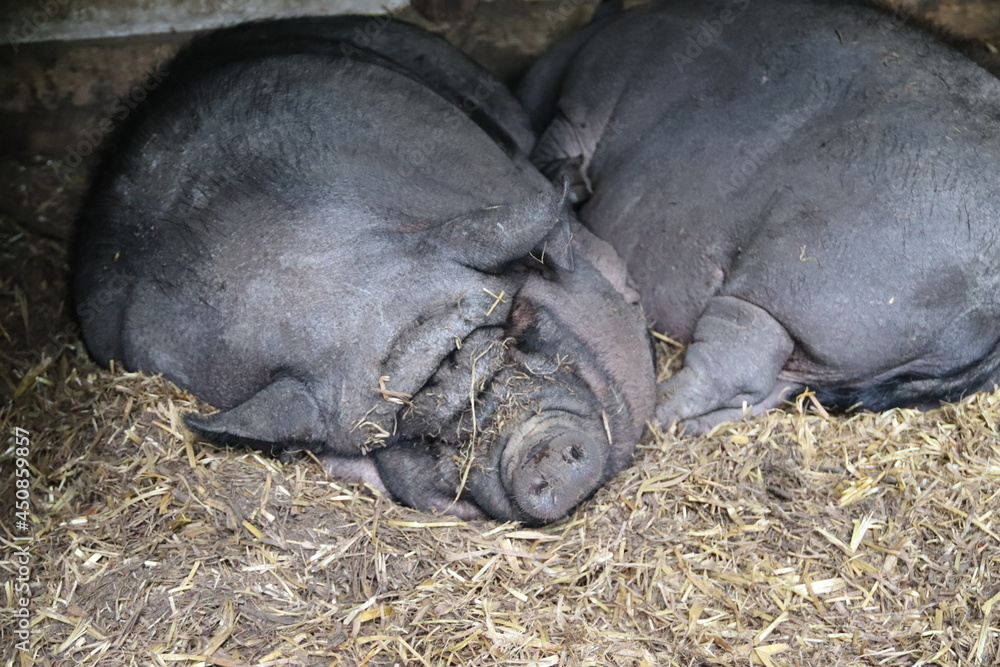 Two pot-bellied pigs sleeping on hay in a stall - Hogs sleeping together - pig, animal, farm Two pot-bellied pigs sleeping on hay in a stall - Hogs sleeping together - pig, animal, farm