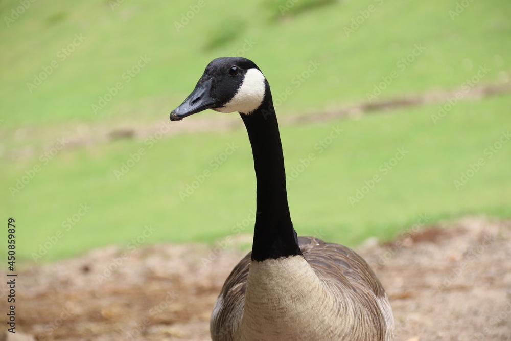 clear image of a goose - beautiful goose on the meadow clear image of a goose - beautiful goose on the meadow