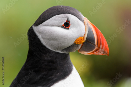 Wild Sea Birds Atlantic Puffins at the coast of Skomer Island, Pembrokeshire, Wales, UK