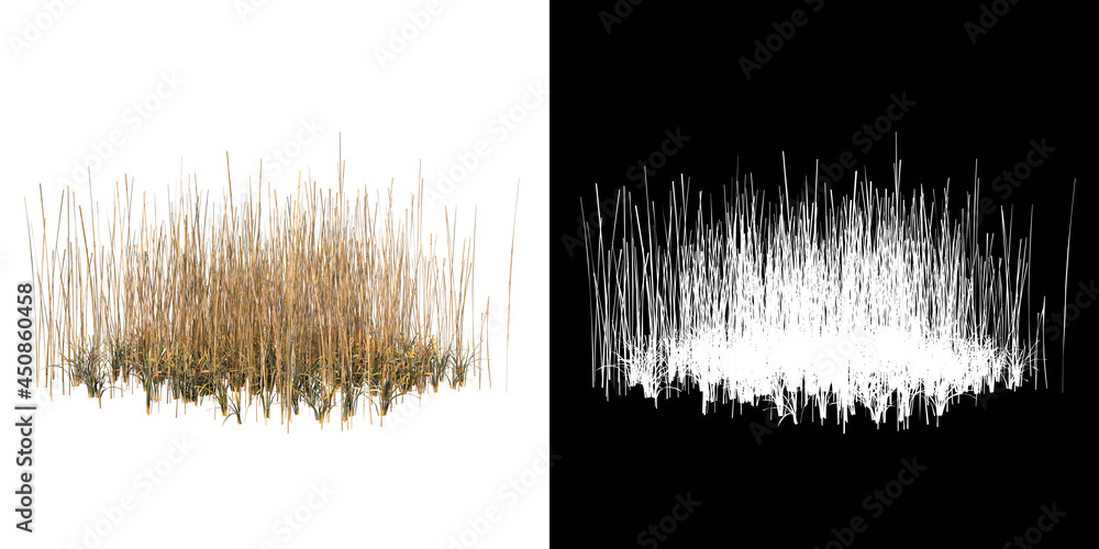 Φωτογραφία Front view of Plant ( Dry Grass Long Lawn 5) Tree png with alpha channel to cuto