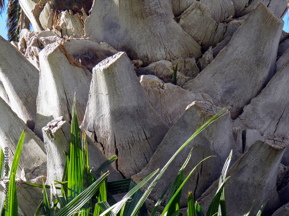 Naklejka premium Textura de Palmera