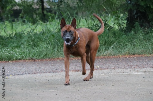 1 brown Thai dog, cute, smiling open mouth, strong dog, outside the street selectable focus