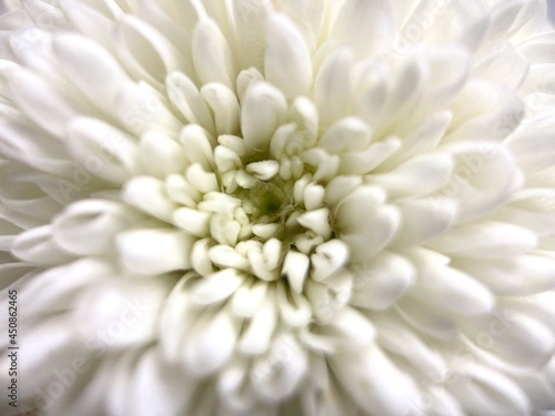 Close up white chrysanthemum pollen white flowers isolated background
