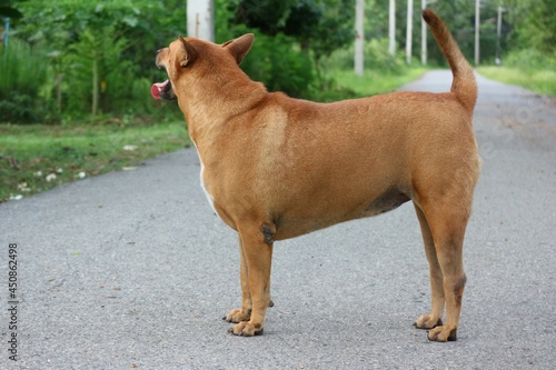 dog in the park