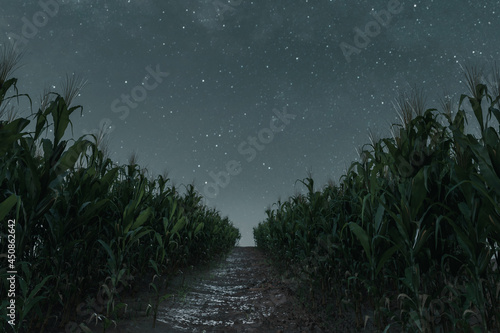 3d Rendering of pathway in the middle of green cornfield in front of starry sky at night. Selective focus photo