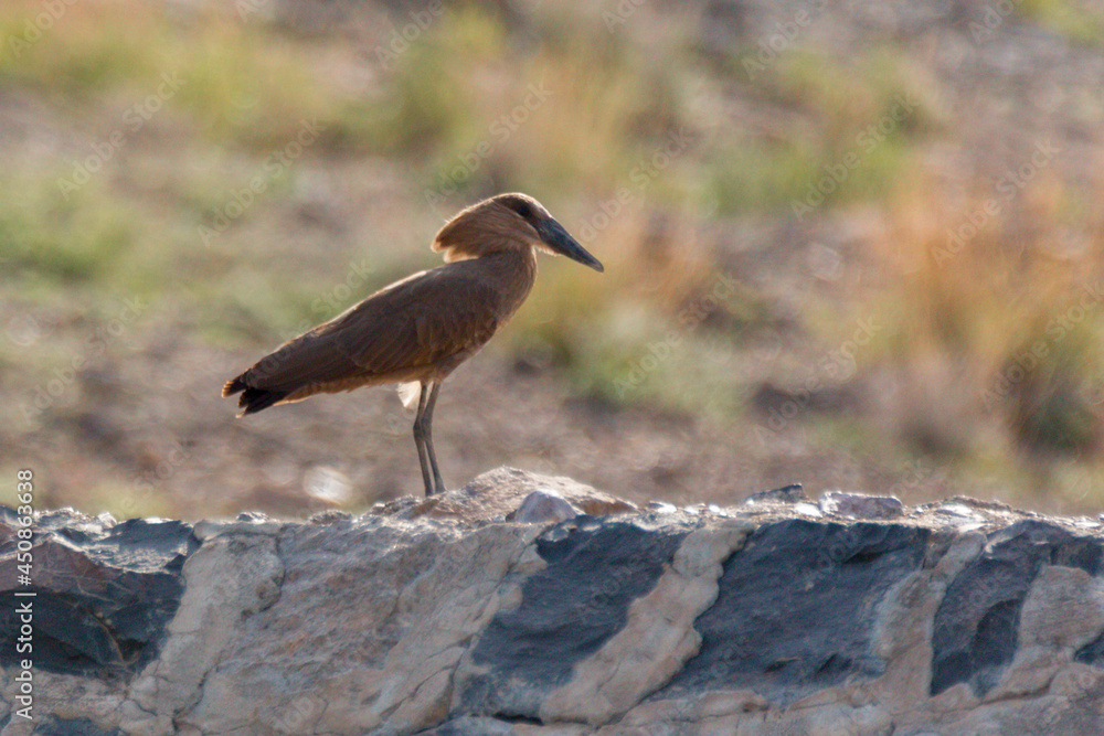 Hamerkop (Scopus umbretta), in Wadi Bana , Yemen Hamerkop (Scopus umbretta), in Wadi Bana , Yemen