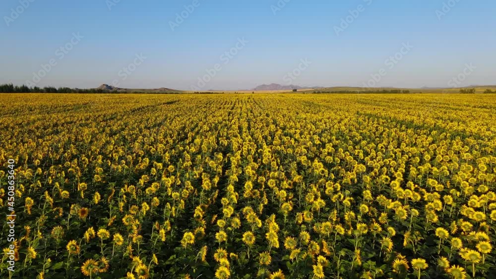 Aerial View of Agricultural field of flowering sunflower on sunset Aerial View of Agricultural field of flowering sunflower on sunset