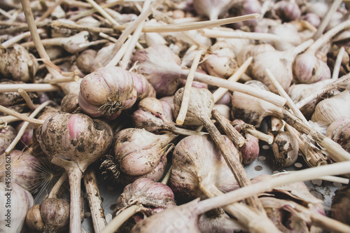 Organic garlic close up. Bulbs of fresh garlic on the ground. Autumn harvest. Garlic on market. Pungent cooking ingredient. Spicy herb. Natural food. Ripe aromatic spice. Agriculture concept. 