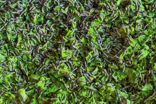 A silkworms  eating mulberry leaf.