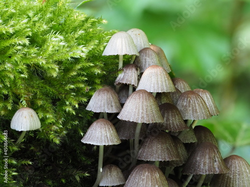 close up shot of Delicate bonnet mushrooms growing in soft green moss