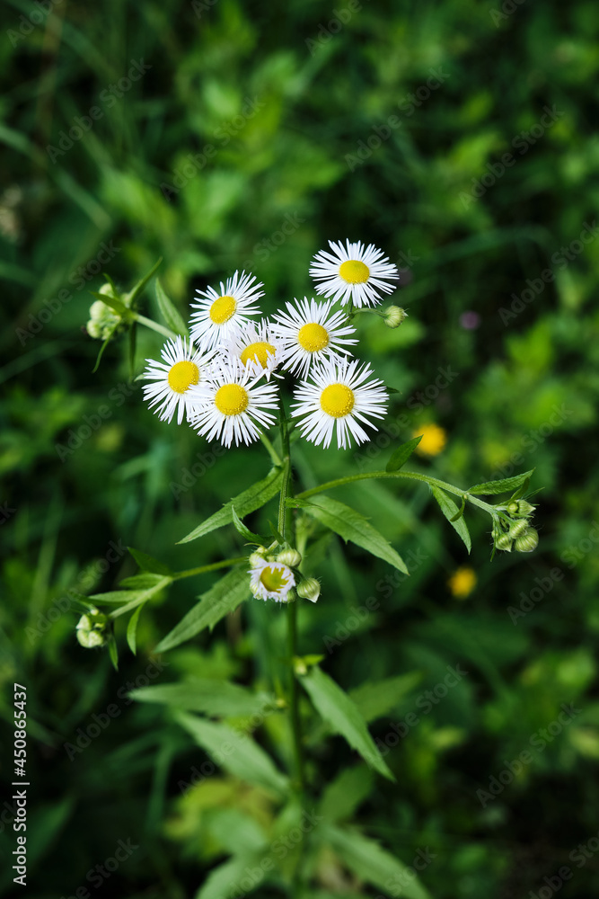 Closeup of Erigeron annuus, Annual fleabane or Erigeron annuus or Daisy fleabane or Eastern daisy fleabane herbaceous with dark green unsharp background. Amersfoort, the Netherlands Closeup of Erigeron annuus, Annual fleabane or Erigeron annuus or Daisy fleabane or Eastern daisy fleabane herbaceous with dark green unsharp background. Amersfoort, the Netherlands