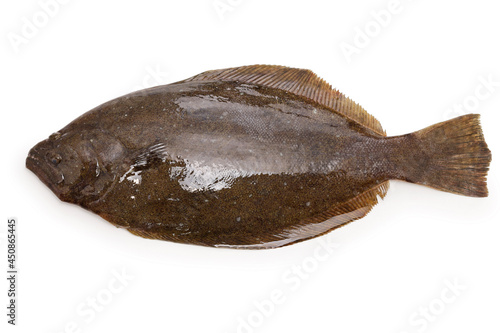Fotografia, Obraz Hirame, Japanese flatfish, front side