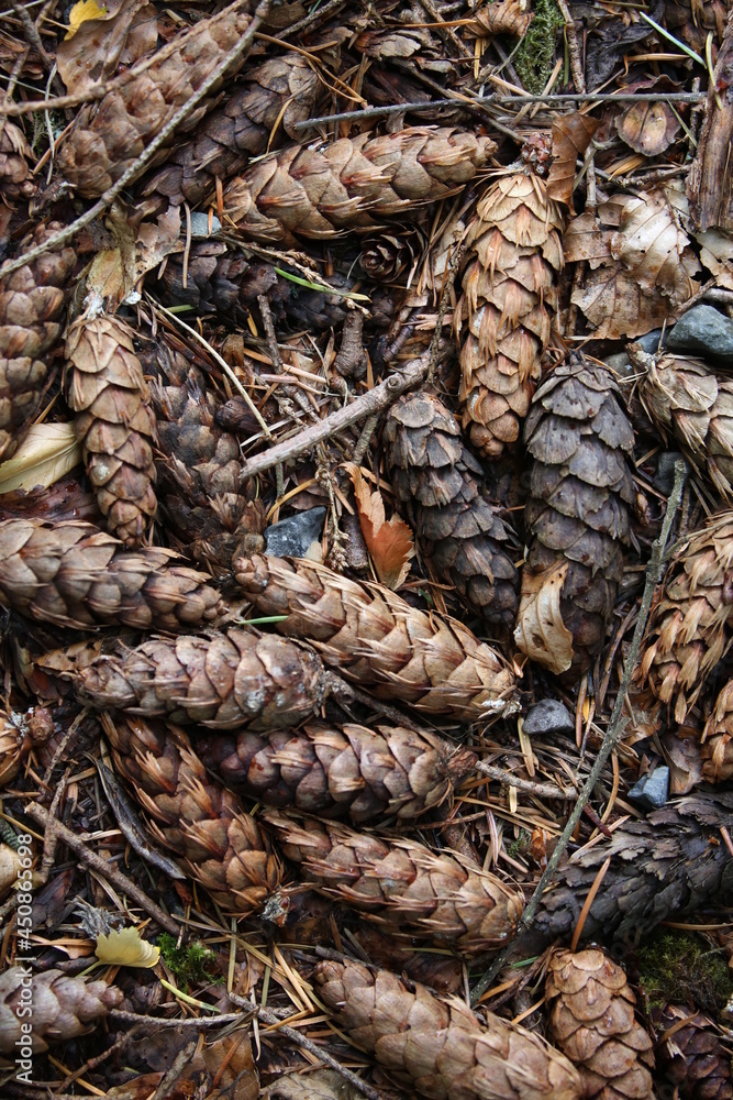 Full frame of pine cones to use as background Full frame of pine cones to use as background