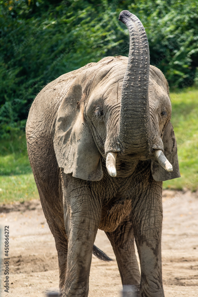 Fototapeta premium Elephant