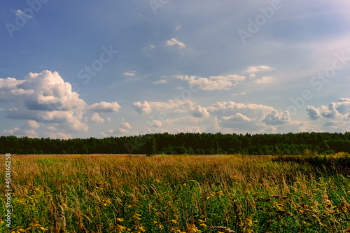 landscape dense unmown grass sky forest