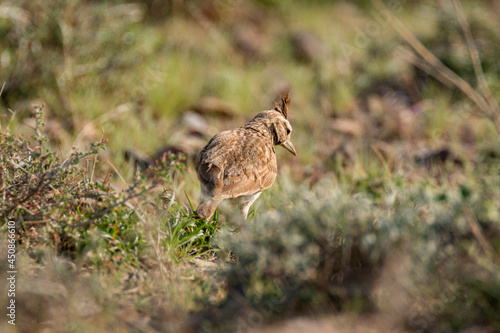 A Crested Lark (Galerida cristata) walking on ground 