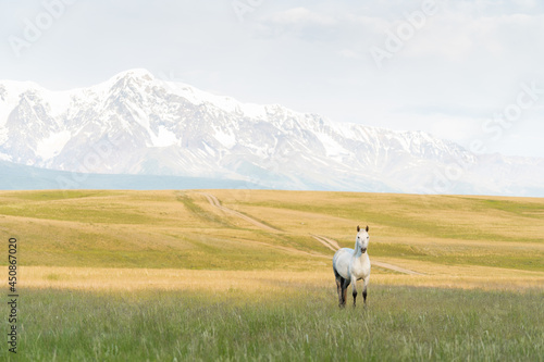 A white horse grazes on a lawn in the mountains. Beautiful white mustang