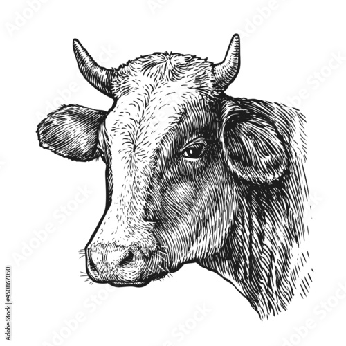 Drawing of isolated cow head with horns on white. Sketch vintage illustration