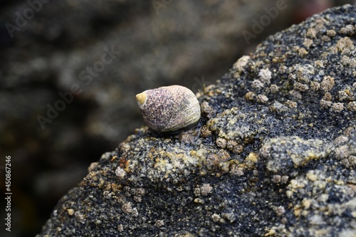 Bigorneau en gros plan sur un rocher