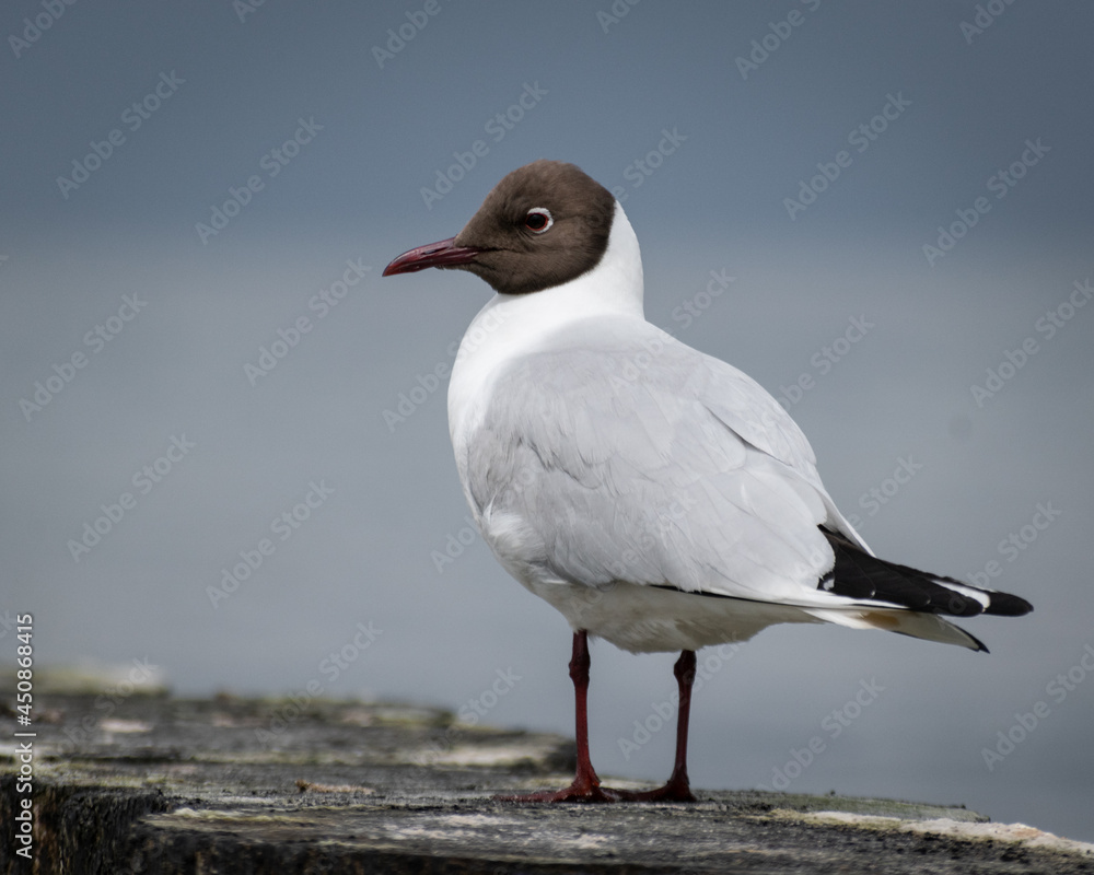 Obraz premium seagull