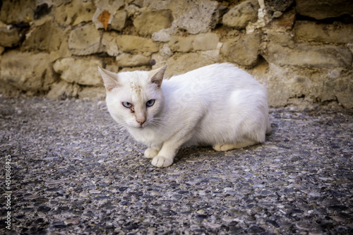 Photography Abandoned stray white cat