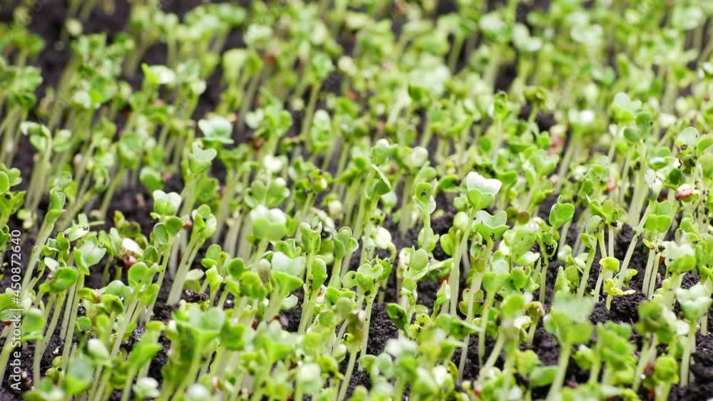 Plants Growing in spring timelapse, 4k concept of the origin of life. Sprouts germination from seeds, newborn cress salad in greenhouse agriculture Plants Growing in spring timelapse, 4k concept of the origin of life. Sprouts germination from seeds, newborn cress salad in greenhouse agriculture