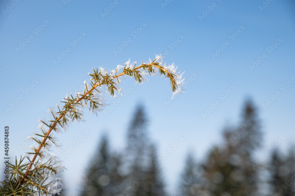 Winter frosty day. Hoarfrost formed on a branch of an ornamental garden plant. In the background the blue sky and the tops of pine trees. Weather conditions. High humidity. Winter frosty day. Hoarfrost formed on a branch of an ornamental garden plant. In the background the blue sky and the tops of pine trees. Weather conditions. High humidity.