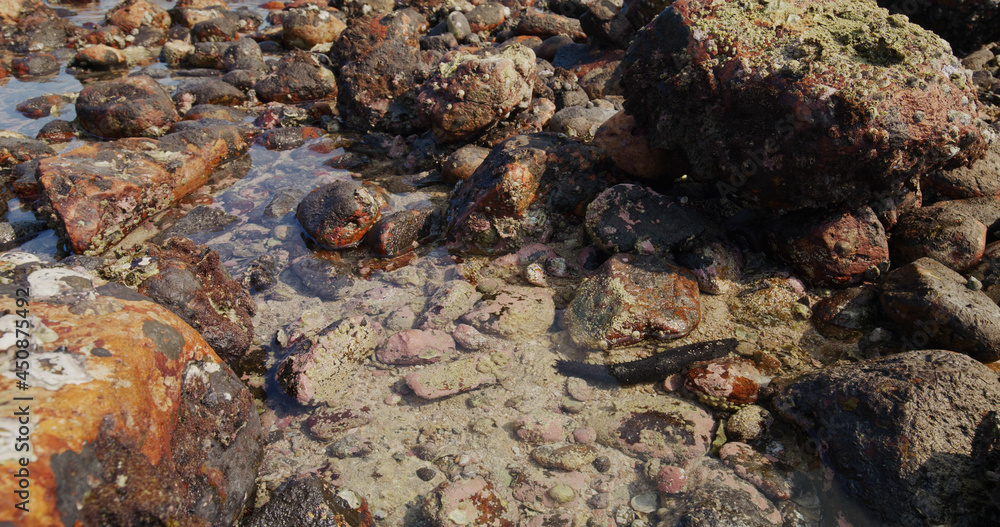 Fototapeta premium Sea cucumber inside the ocean