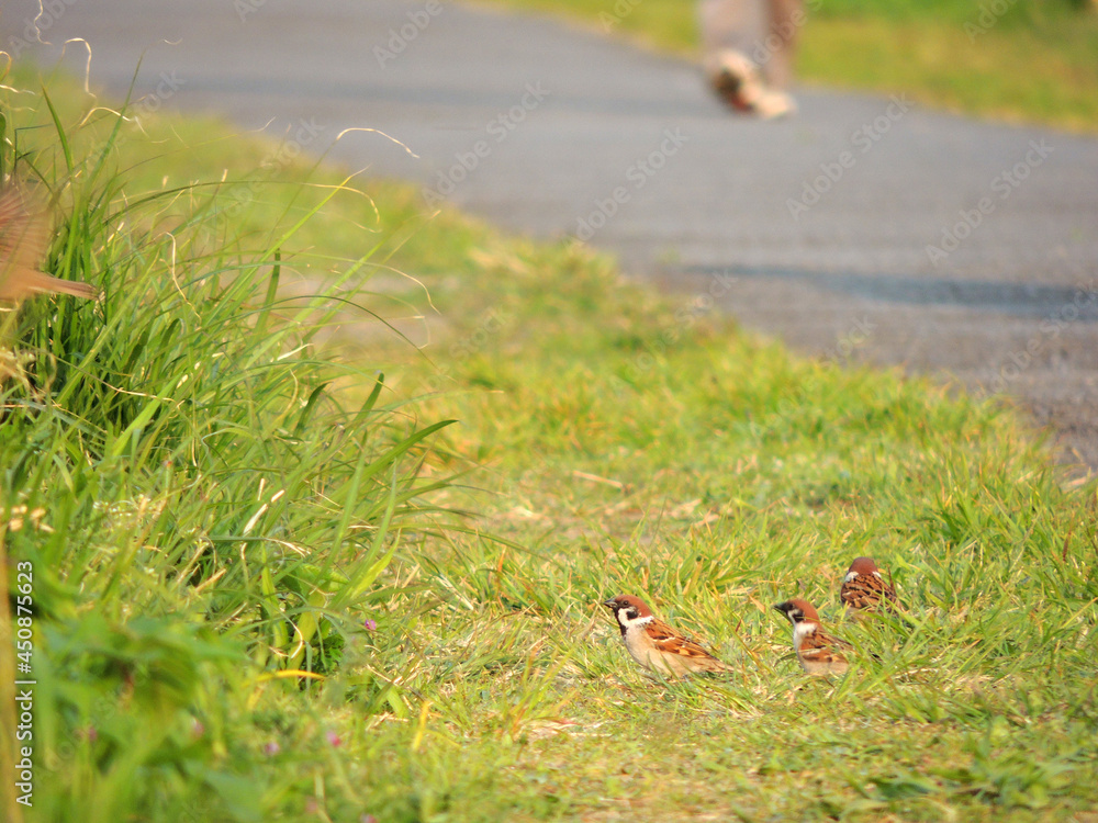 Obraz premium スズメ