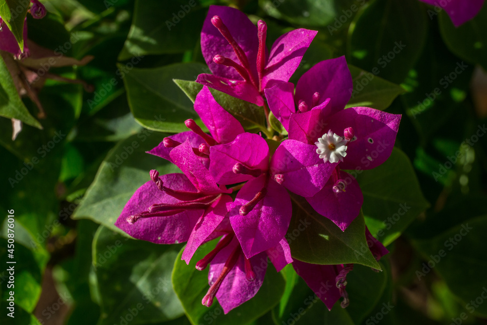 Fleurs de Bougainvillier Fleurs de Bougainvillier