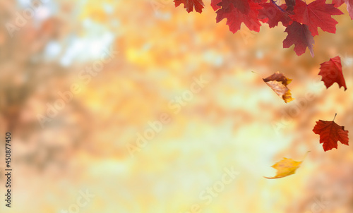 maple leaves on the nature autumn background with copy space