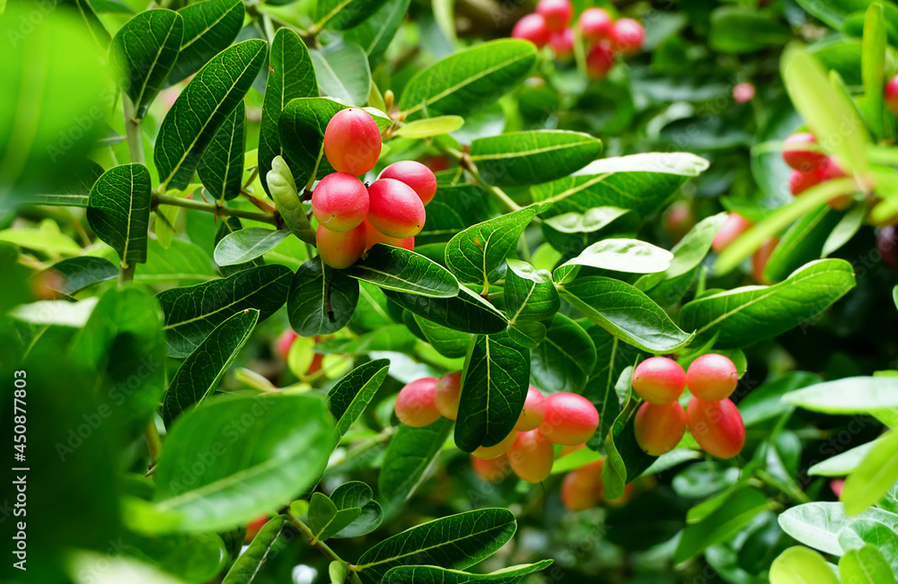 Bengal-Currants, Carandas-plum, Karanda, Carissa carandas L, Is a fruit with high medicinal properties.	