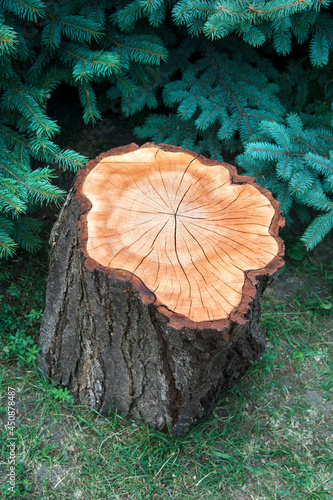 A stump from a cut tree, arranged in the shade of a green spruce, for the rest of a passerby.