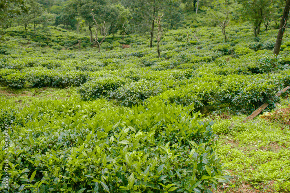 Tea plantation with tea bushes