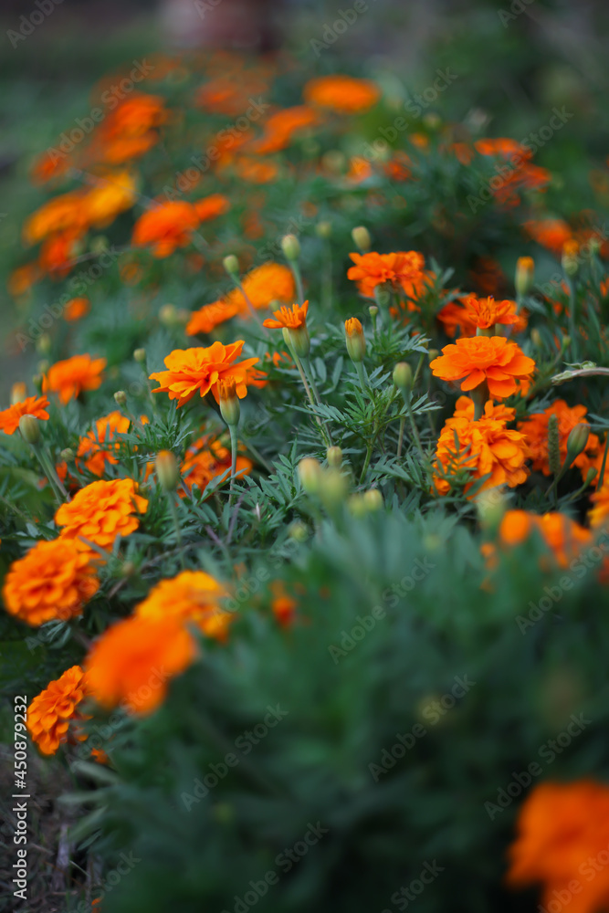 orange flowers in the garden marigold
