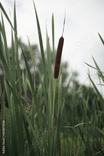 Fotografie reeds in the morning calamus