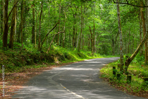 Forest road with thick green trees