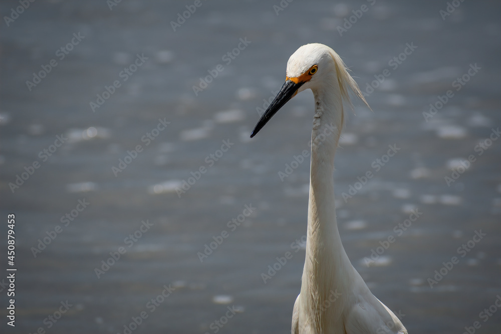 PORTRAIT OF SNOWY EGRET WITH OCEAN BACKGROUND PORTRAIT OF SNOWY EGRET WITH OCEAN BACKGROUND