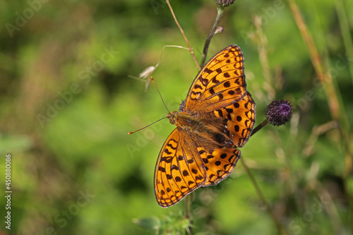 Slika na platnu Closeup of a beautiful silver-washed fritillary butterfly sitting on thin branch