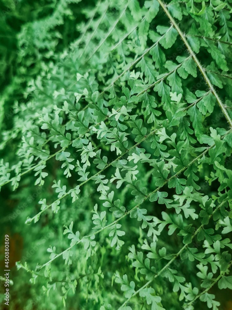 The female Venus hair fern, a green indoor fluffy houseplant, is a species of ferns of the genus Adiantum capillus-veneris, close up