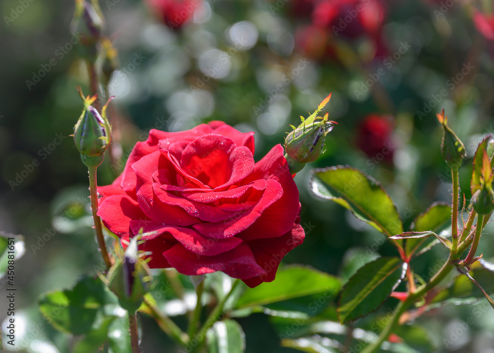 Obraz premium Scarlet rose flower among unopened bud