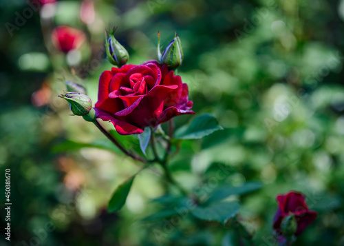 Dark red rose flower among unopened buds photo