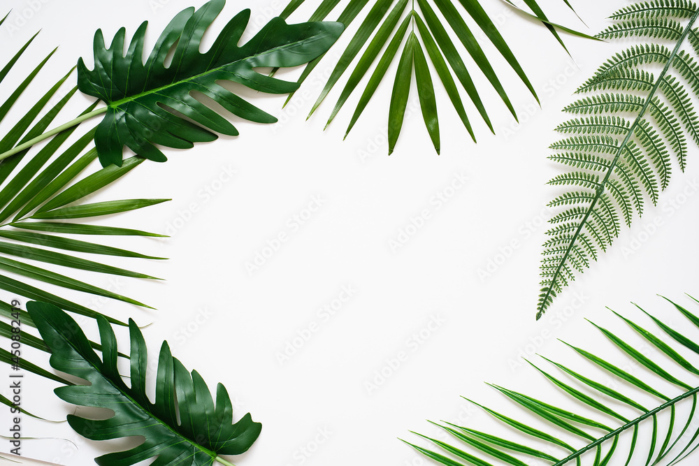 palm leaf on white background.