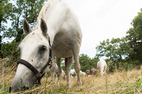 Lipizzan or Lipizzaner White Horses Graze on Meadow at Stud Farm in Lipica Slovenia photo