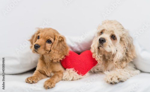 English Cocker spaniel dog and American Cocker spaniel puppy lying together with red heart under white warm blanket on a bed at home