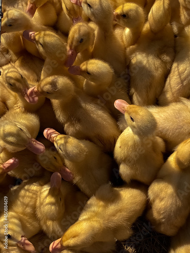 Fototapeta Naklejka Na Ścianę i Meble -  little cute ducks